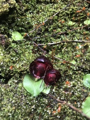 Corybas recurvus