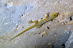 Cnemaspis chanardi