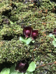Corybas recurvus
