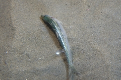 Sardina pilchardus