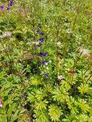 Delphinium crassifolium