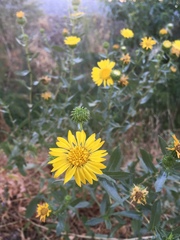 Grindelia stricta