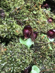 Corybas recurvus