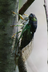 Neotibicen tibicen tibicen