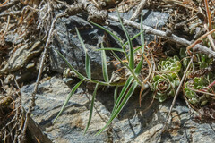 Trisetum distichophyllum