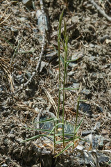 Trisetum distichophyllum