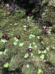 Corybas recurvus
