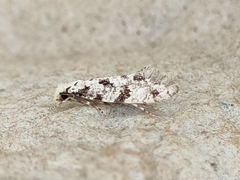 Nemapogon nevadella