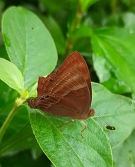 Abisara bifasciata suffusa