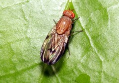Minettia inusta
