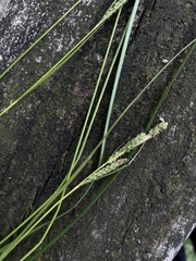Carex virescens