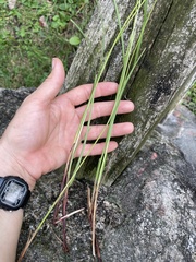 Carex virescens