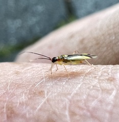 Campyloneura virgula