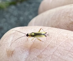 Campyloneura virgula