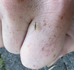 Campyloneura virgula