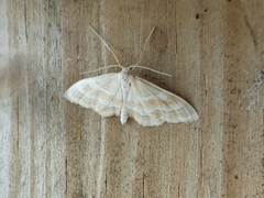 Idaea circuitaria