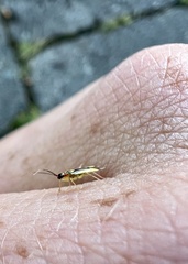 Campyloneura virgula