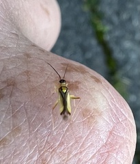 Campyloneura virgula