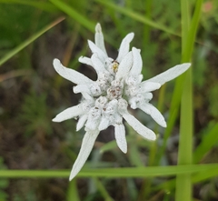 Leontopodium campestre