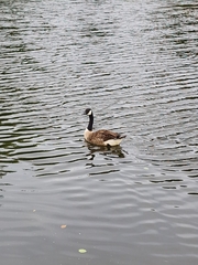 Branta canadensis