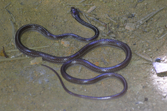 Lycodon subannulatus