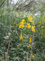 Mimulus
