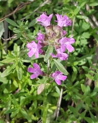 Thymus baicalensis