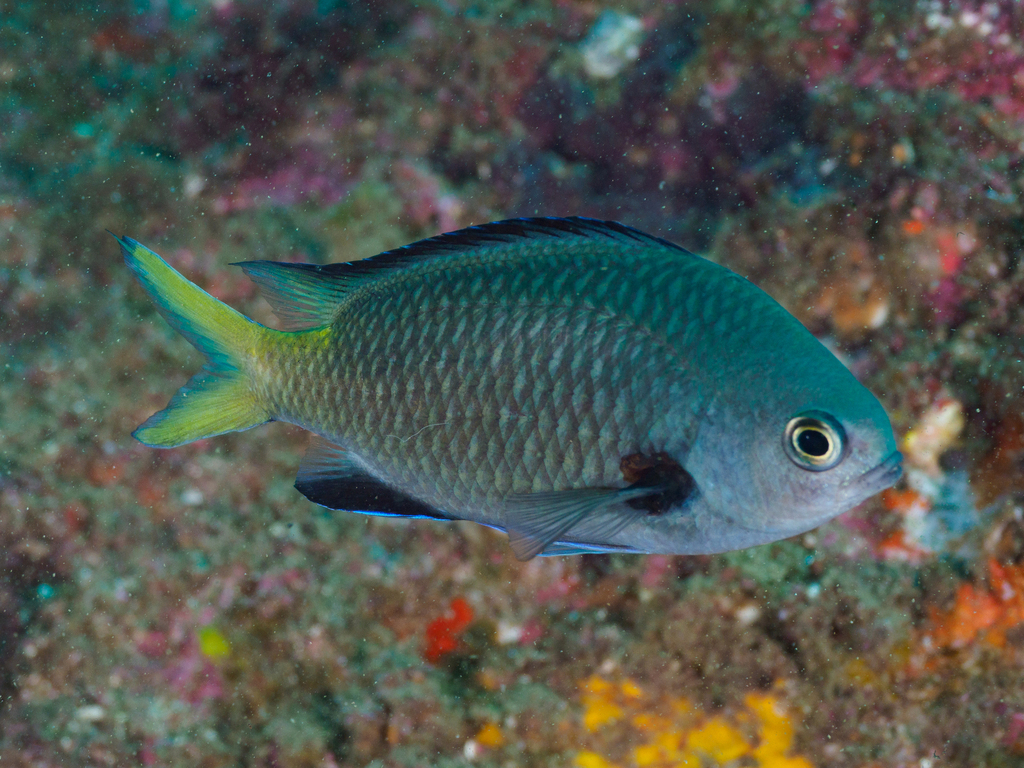 Kenn Reef Chromis