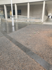 Psephotus haematonotus