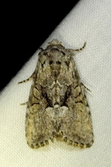 Chytonix palliatricula
