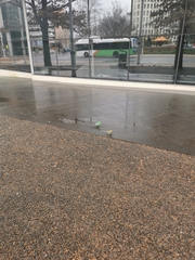 Psephotus haematonotus