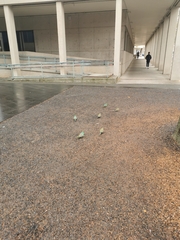 Psephotus haematonotus