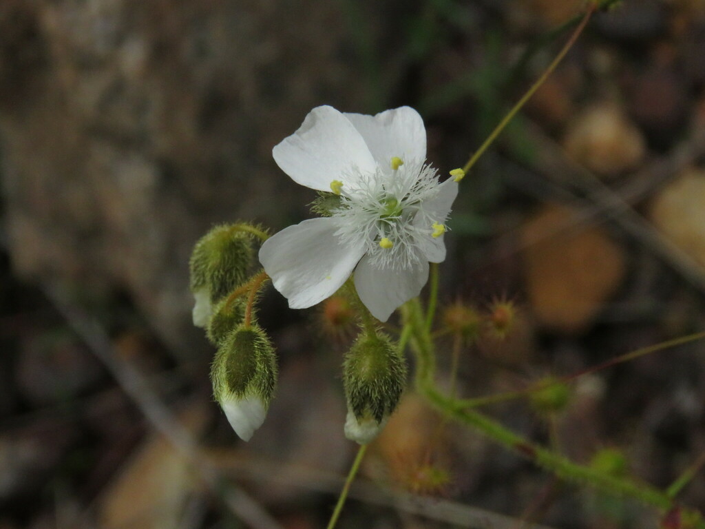Drosera hirsuta Lowrie & Conran