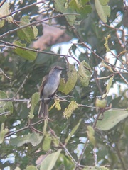 Myiarchus antillarum