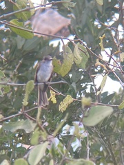 Myiarchus antillarum