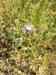 Centaurea trichocephala
