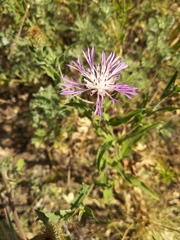 Centaurea trichocephala