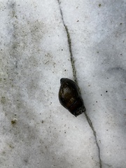 Semisulcospira libertina