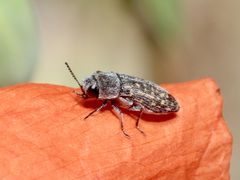 Acmaeoderella adspersula