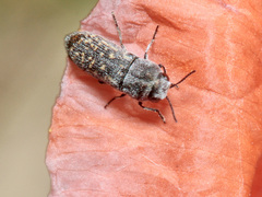 Acmaeoderella adspersula