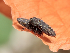 Acmaeoderella adspersula