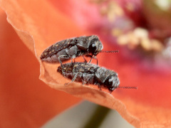 Acmaeoderella adspersula