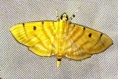 Notarcha tigrina
