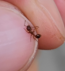 Myrmica