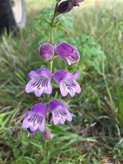 Penstemon leonensis