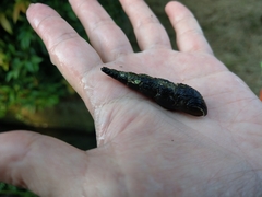 Stenomelania plicaria