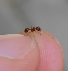 Myrmica
