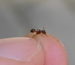 Myrmica