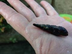 Stenomelania plicaria