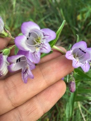 Penstemon leonensis